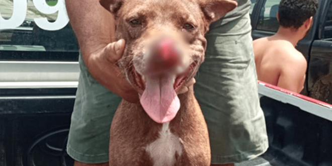 Homem invade casa de vizinho e corta focinho de cachorro com facão
