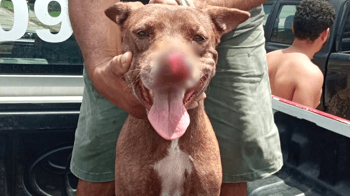 Homem invade casa de vizinho e corta focinho de cachorro com facão 2 Homem invade casa de vizinho e corta focinho de cachorro com facão