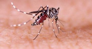 Butantan testa com sucesso vacina contra a dengue