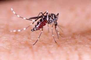 Butantan testa com sucesso vacina contra a dengue