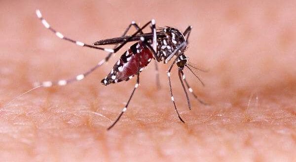 Butantan testa com sucesso vacina contra a dengue