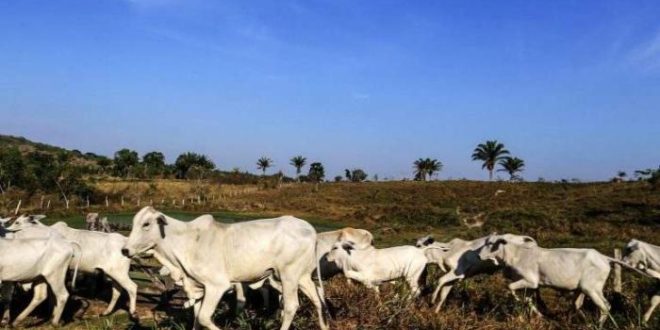 Câmara vai analisar aquisição de duas propriedades rurais por estrangeiros