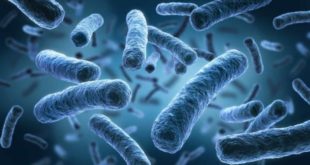 Plataforma reúne dados genômicos de bactérias multirresistentes