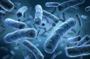 Plataforma reúne dados genômicos de bactérias multirresistentes