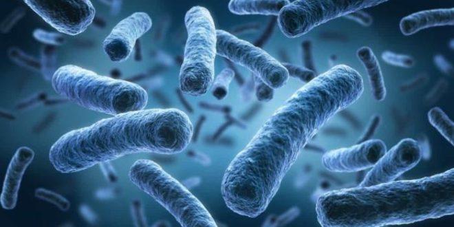 Plataforma reúne dados genômicos de bactérias multirresistentes