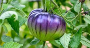 Com DNA modificado, tomate roxo é avaliado para uso comercial nos EUA