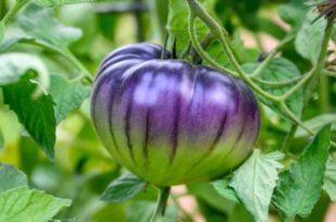 Com DNA modificado, tomate roxo é avaliado para uso comercial nos EUA