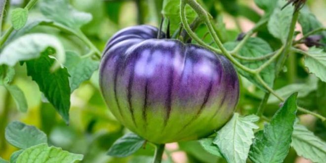 Com DNA modificado, tomate roxo é avaliado para uso comercial nos EUA