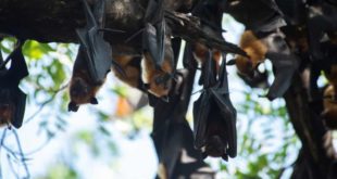 Morcegos são colocados em geladeiras para serem resgatados da Ucrânia