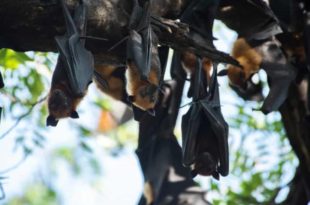 Morcegos são colocados em geladeiras para serem resgatados da Ucrânia
