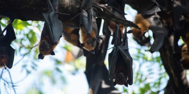 Morcegos são colocados em geladeiras para serem resgatados da Ucrânia