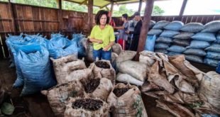 “Pelo menos 5 mil latas de castanhas podem estragar no Antimary por falta de escoamento”, denuncia Perpétua