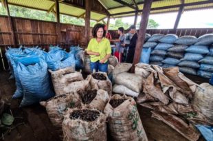 “Pelo menos 5 mil latas de castanhas podem estragar no Antimary por falta de escoamento”, denuncia Perpétua