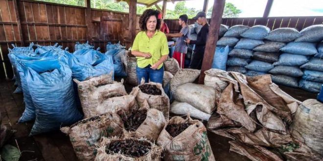 “Pelo menos 5 mil latas de castanhas podem estragar no Antimary por falta de escoamento”, denuncia Perpétua