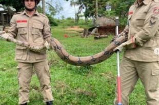 Jiboia de mais de 2 metros é capturada em quintal de residência no interior do AC