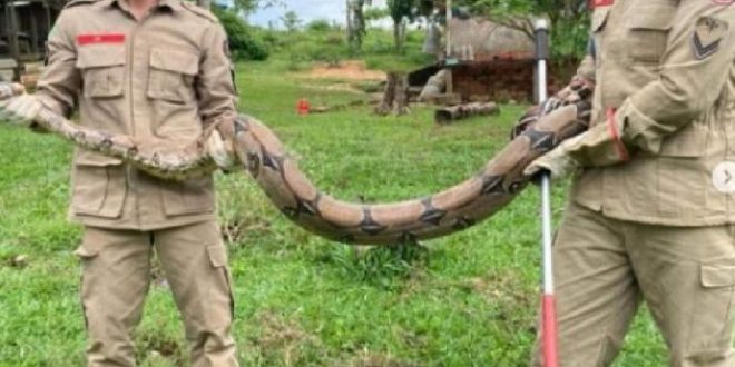 Jiboia de mais de 2 metros é capturada em quintal de residência no interior do AC