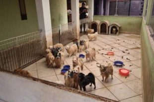 Lulu da Pomerânia: 133 cães são resgatados em canil clandestino; vídeo