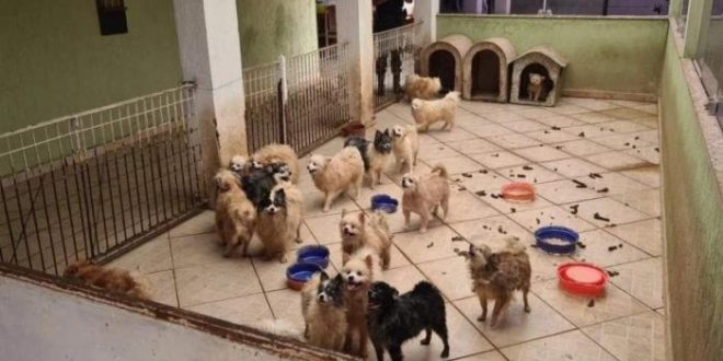 Lulu da Pomerânia: 133 cães são resgatados em canil clandestino; vídeo