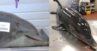 Golfinho é torturado com lança na cabeça enquanto ainda estava vivo