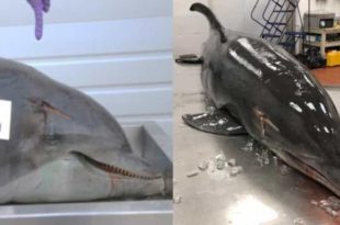 Golfinho é torturado com lança na cabeça enquanto ainda estava vivo