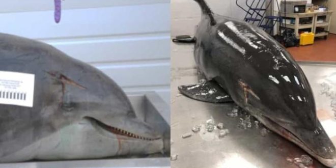 Golfinho é torturado com lança na cabeça enquanto ainda estava vivo