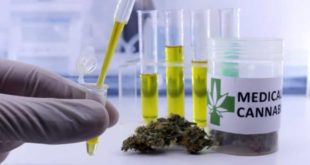 Indústria discute acesso a remédio de cannabis pelo SUS