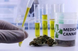 Indústria discute acesso a remédio de cannabis pelo SUS