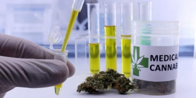 Indústria discute acesso a remédio de cannabis pelo SUS