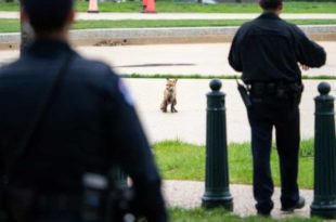 Raposa infectada com raiva morde congressista e mais oito pessoas nos EUA