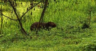 PM prende homem que matou capivara para comer na Baixada da Sobral