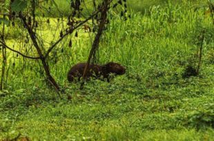 PM prende homem que matou capivara para comer na Baixada da Sobral