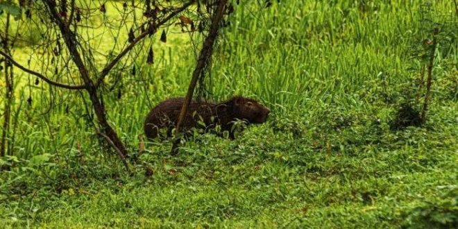 PM prende homem que matou capivara para comer na Baixada da Sobral