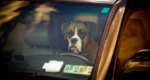 Mulher é acusada de deixar 4 cães 'para morrer' em carro na Flórida