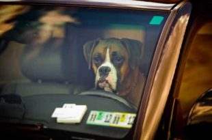 Mulher é acusada de deixar 4 cães 'para morrer' em carro na Flórida