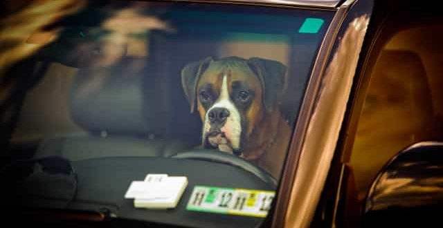 Mulher é acusada de deixar 4 cães 'para morrer' em carro na Flórida