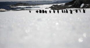 Microplásticos descobertos pela primeira vez na neve da Antártida