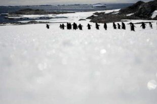 Microplásticos descobertos pela primeira vez na neve da Antártida