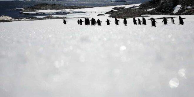 Microplásticos descobertos pela primeira vez na neve da Antártida