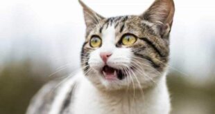 Polícia encontra corpo de mulher devorado por gatos