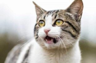 Polícia encontra corpo de mulher devorado por gatos