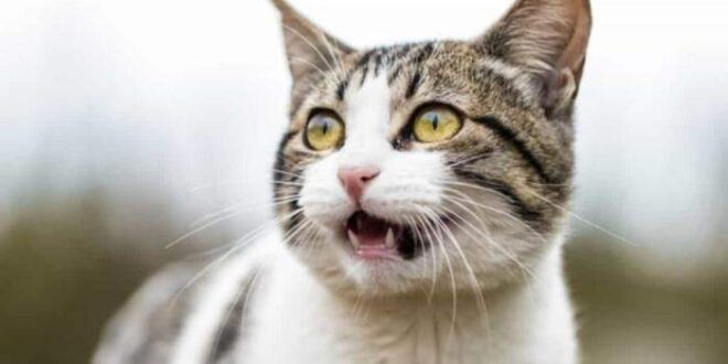 Polícia encontra corpo de mulher devorado por gatos