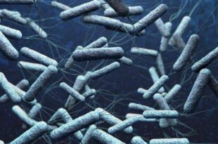 Espanha: Detectado primeiro caso autóctone de cólera desde os anos 70