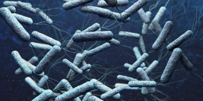 Espanha: Detectado primeiro caso autóctone de cólera desde os anos 70