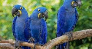 Depois de mais de 20 anos, ararinha-azul volta aos céus da caatinga