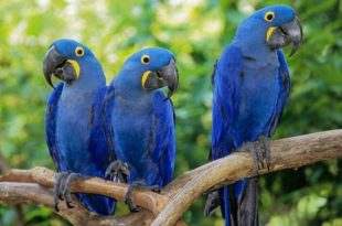 Depois de mais de 20 anos, ararinha-azul volta aos céus da caatinga