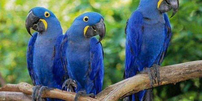 Depois de mais de 20 anos, ararinha-azul volta aos céus da caatinga