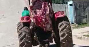 Em Marechal Thaumaturgo trator da Sepa é flagrado transportando carne sem proteção para o mercado. Veja o vídeo