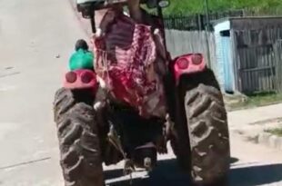 Em Marechal Thaumaturgo trator da Sepa é flagrado transportando carne sem proteção para o mercado. Veja o vídeo