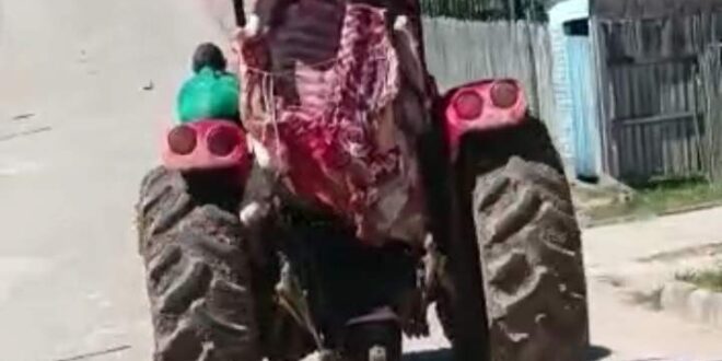Em Marechal Thaumaturgo trator da Sepa é flagrado transportando carne sem proteção para o mercado. Veja o vídeo
