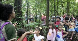 Lei institui campanha Junho Verde, para conscientização ambiental